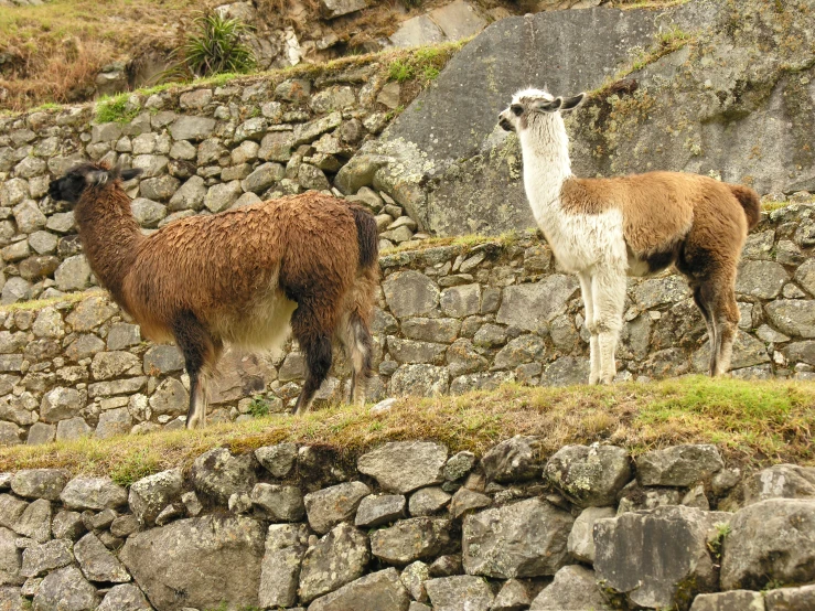 llamas at the bottom of a wall in the countryside