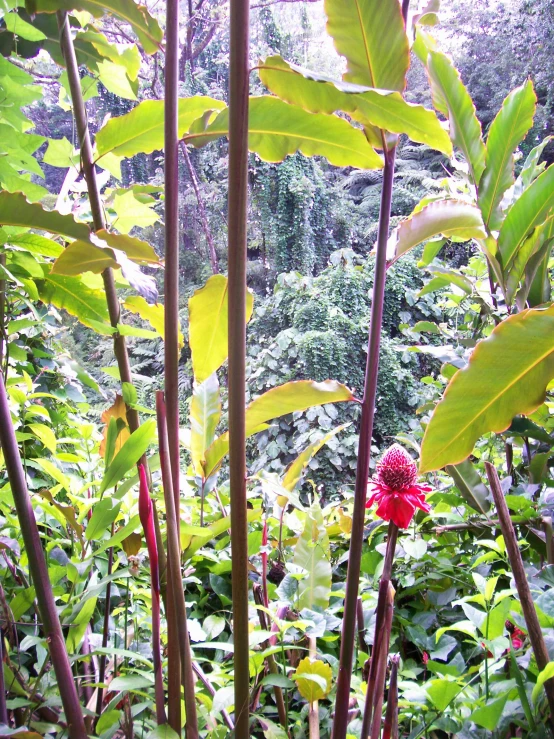 a bunch of green plants that are next to each other