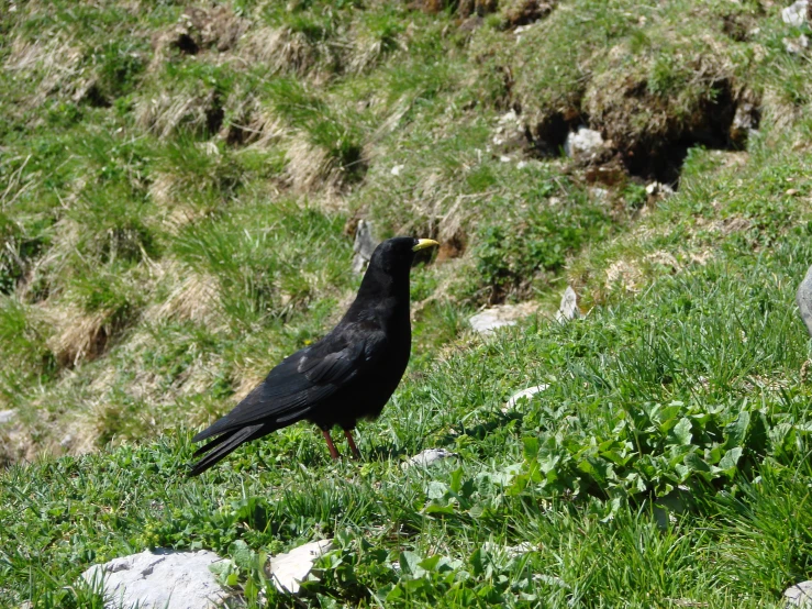 there is a black bird on the hill top