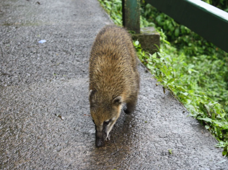 a brown bear walking on sidewalk next to green plant