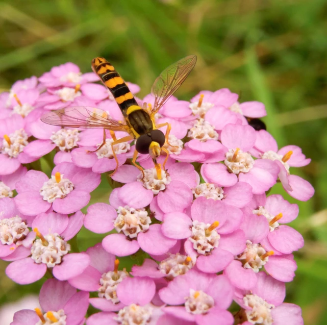 a close - up of a bee on pink flowers