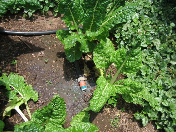 a hose spewing water into some green plants