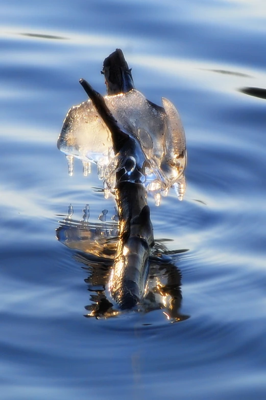 a bird floats in the blue water and waves