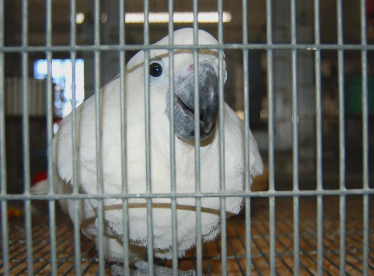 a very cute bird in a big cage