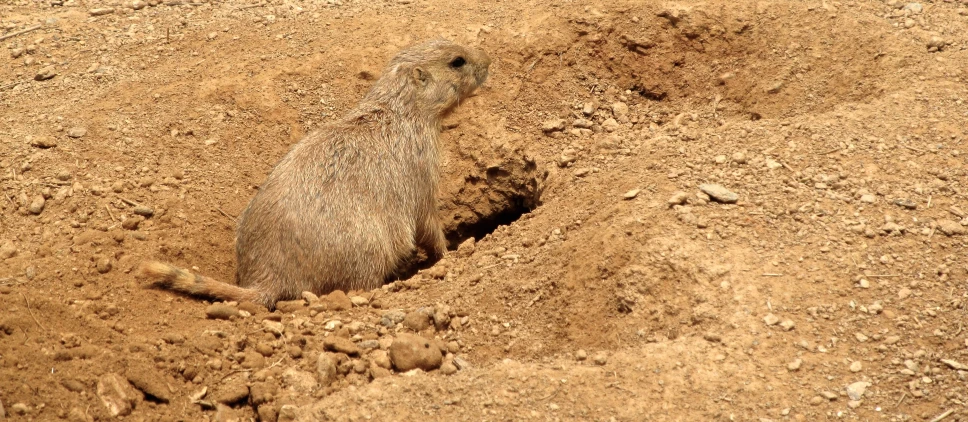 a ground squirrel digs in to the dirt