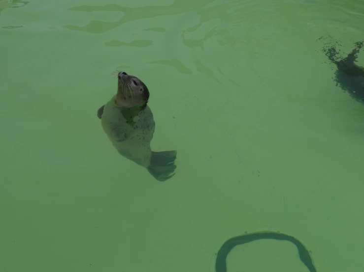 two small swimming animals in a big green body of water