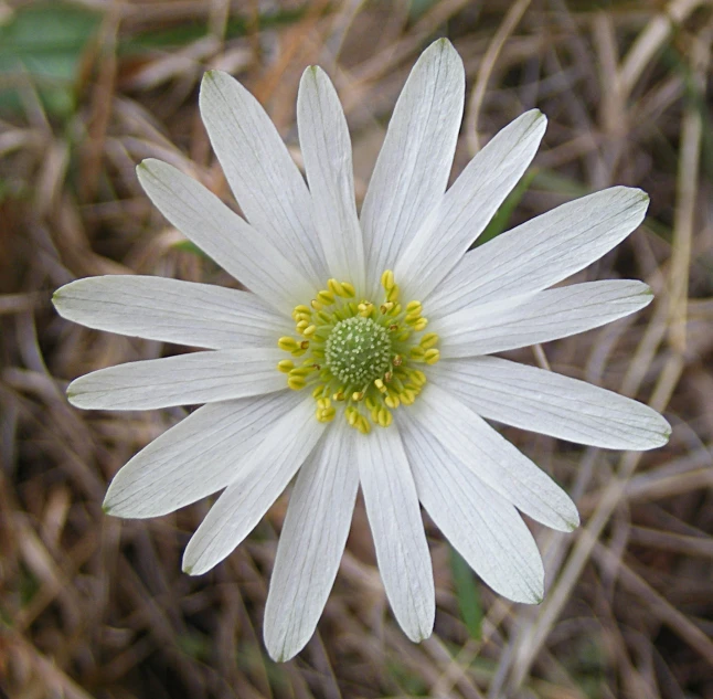 a close up of the petals on a white flower