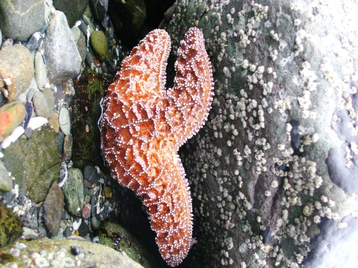 an orange and white coral under a large rock