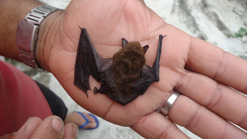 a brown bat is sitting on top of the palm of someone