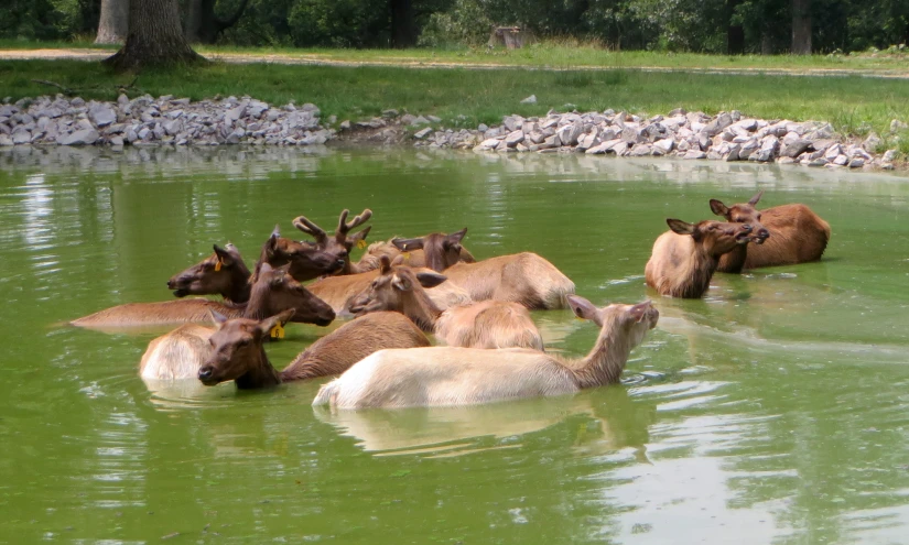 a herd of cattle are wading in a body of water