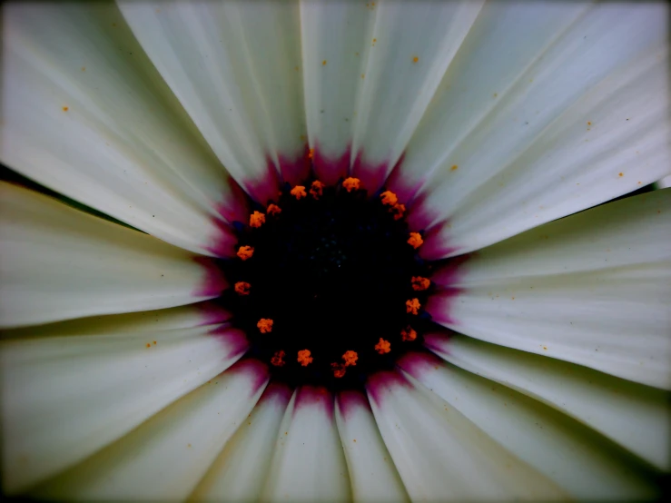 an image of white flowers with a black center