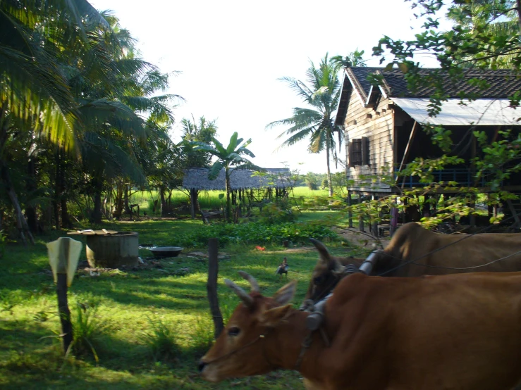 two oxen walking down a grassy path between homes