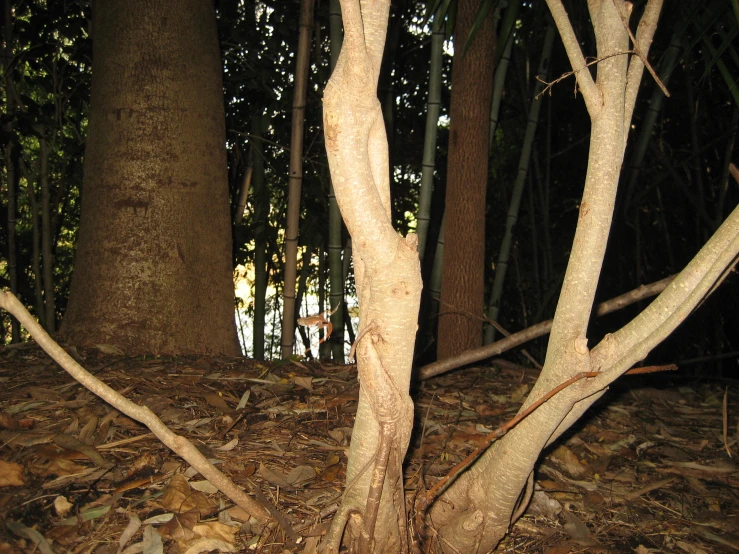 a tree with some very thin nches in the forest