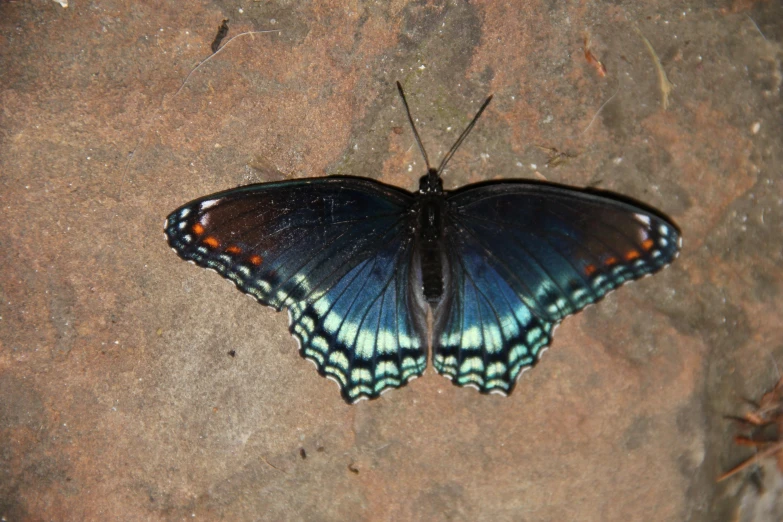 a blue erfly resting on some rocks near a wall