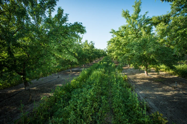 the plants and trees are growing along this path