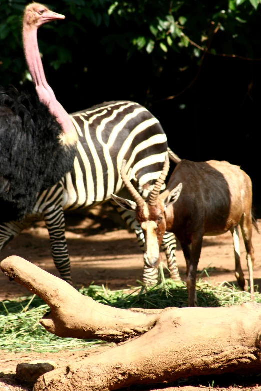 a ze and other animals grazing on some grass