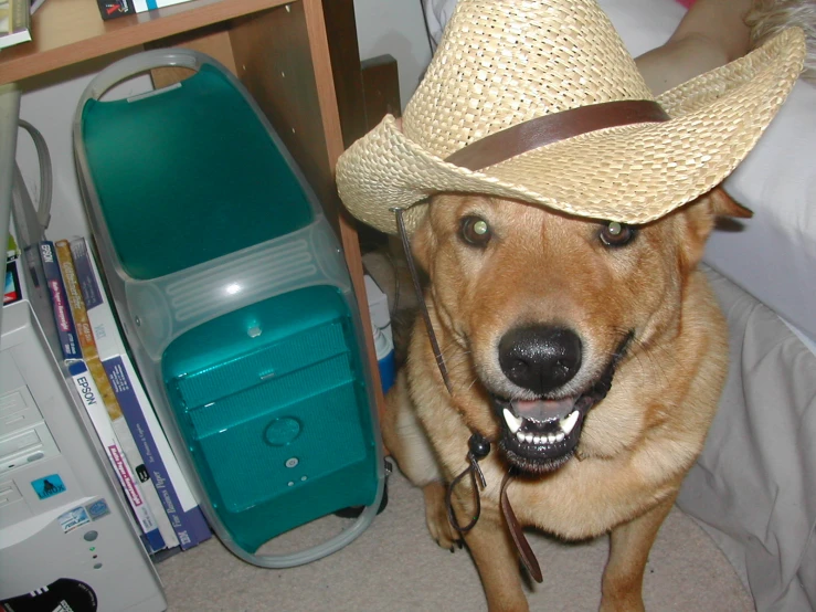 a dog wears a cowboy hat and poses for the camera