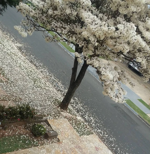 the white flowers are blooming on this tree