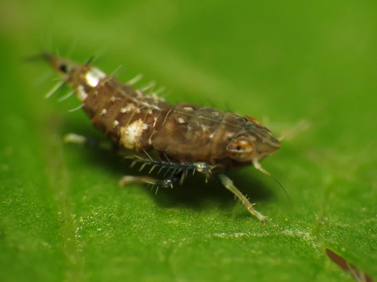 a small bug is crawling on a leaf