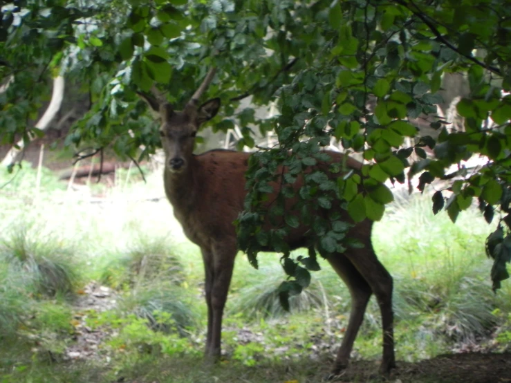 a deer that is standing under a tree