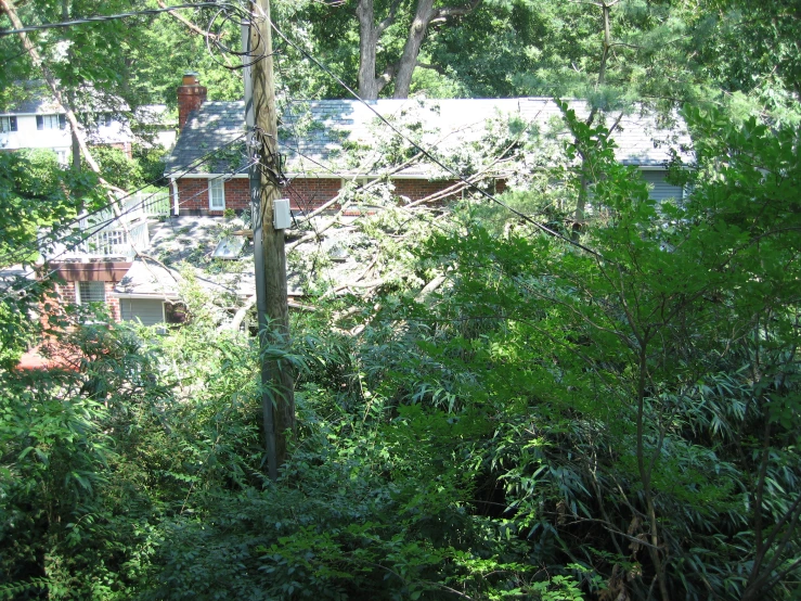 some trees bushes and a house near by