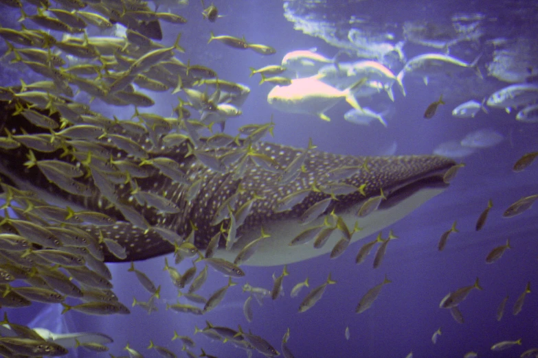 a large group of fish swimming next to each other