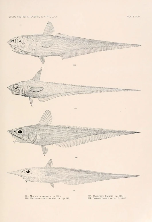 three species of fish line up in the water