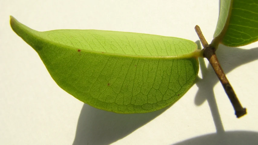 there is a leaf with a shadow on the floor