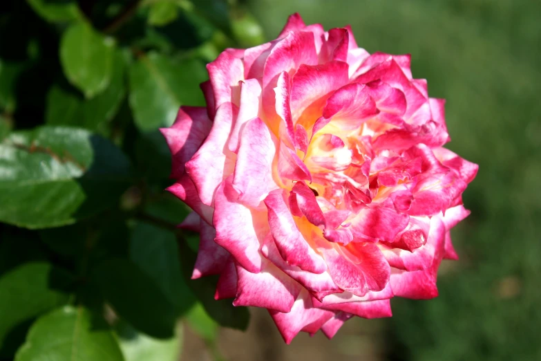 this is the top of a pink rose in its flower bed