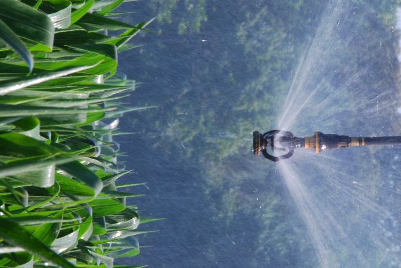 a sprinkle gun spraying water on corn