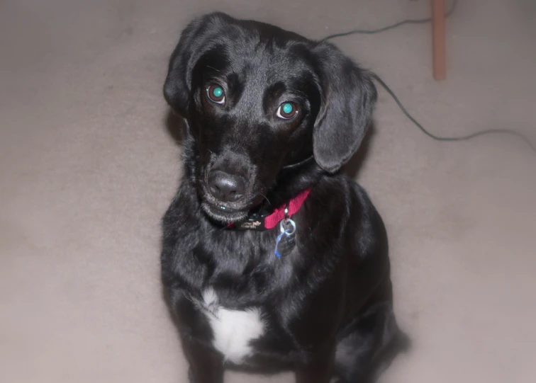 a dog with blue eyes and an adorable collar