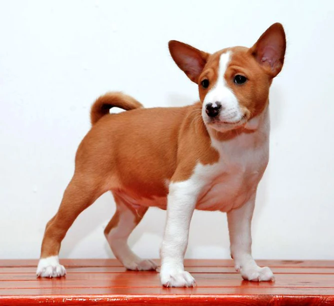 a small brown and white dog standing on red wooden floor