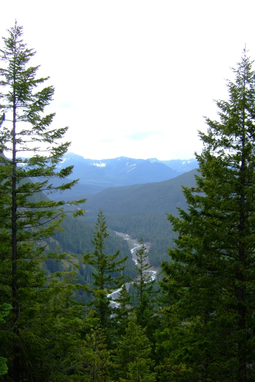 there are trees on the top of the mountains