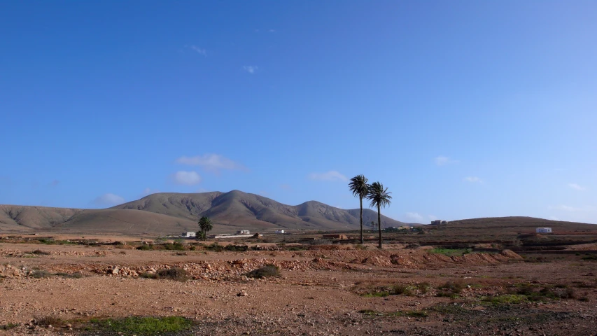 a barren plain with palm trees in front of mountains