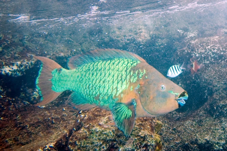 a large orange fish next to another small yellow fish