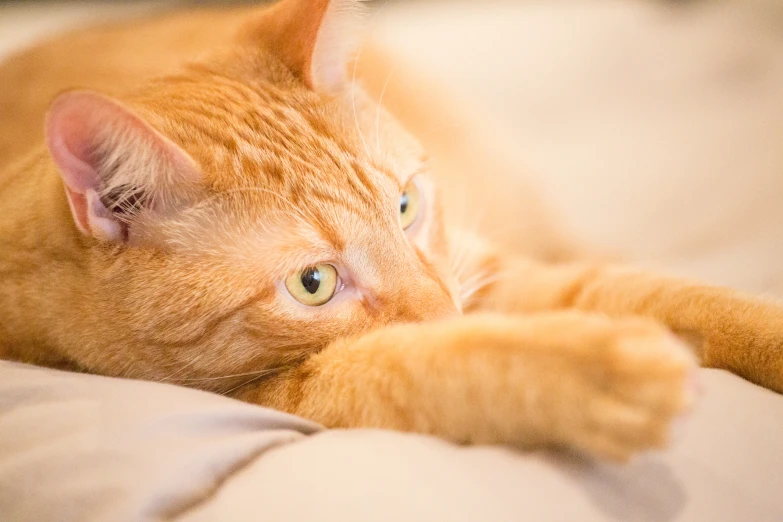 an orange cat lays down and plays with the blanket