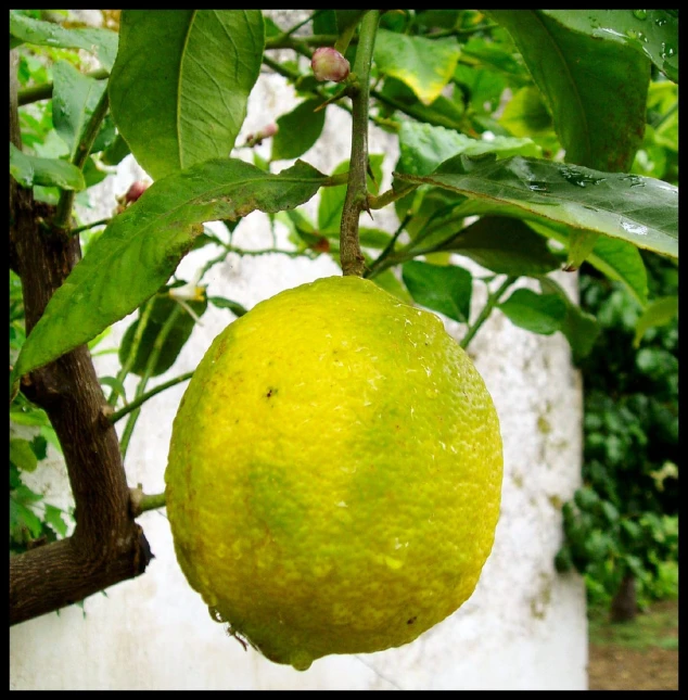 an orange on a tree nch in front of a building