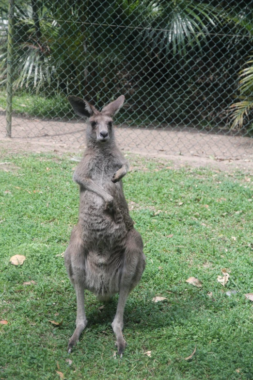 the kangaroo is raising his hands up on the grass