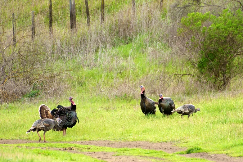 two wild turkeys in the grass near trees