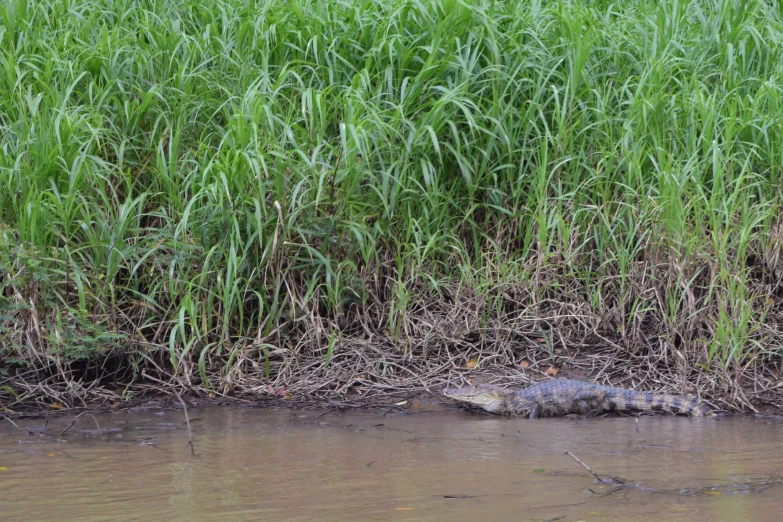 a big alligator is submerged in the water