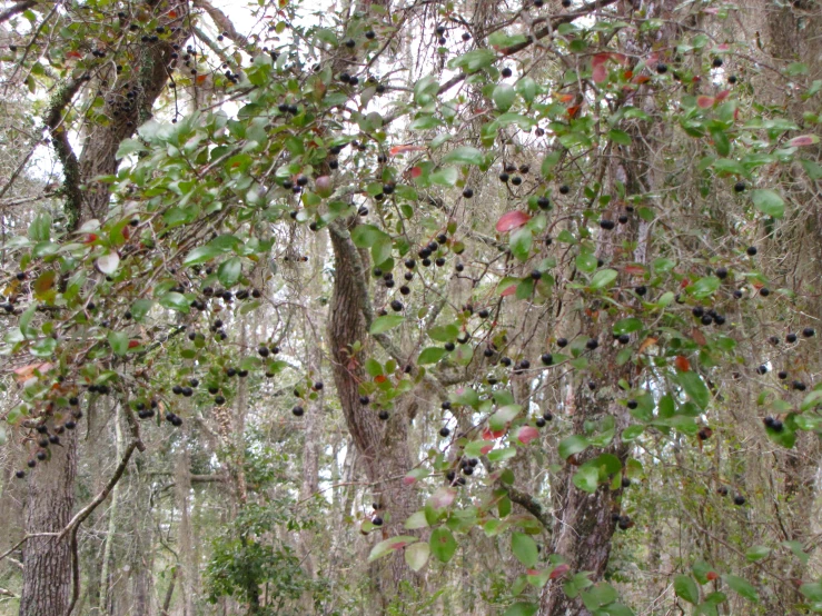 the trees have berries all over them on them