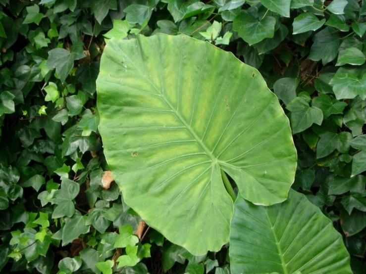 a large leaf sitting in a lush green field