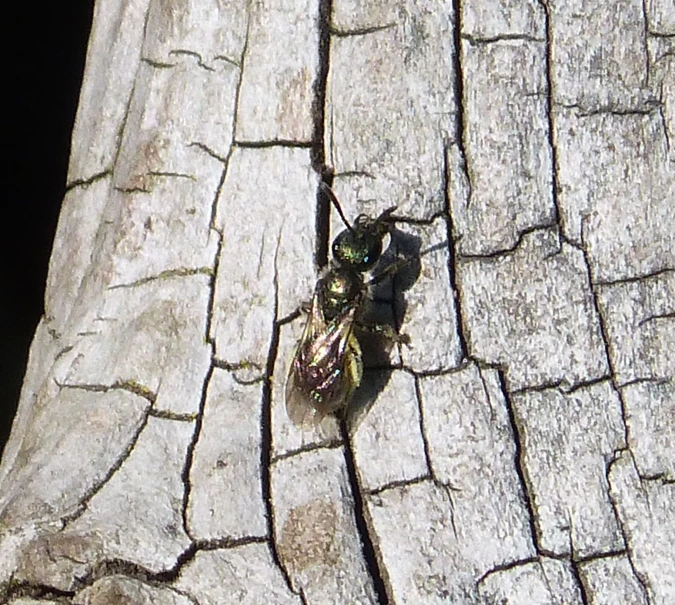 a dead fly sitting on the bark of a wood