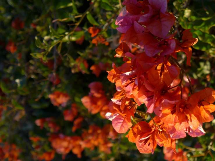 a cluster of orange flowers next to green leaves