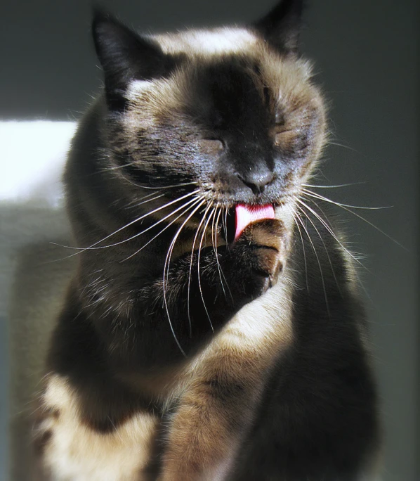 a siamese cat has it's paw on a wall