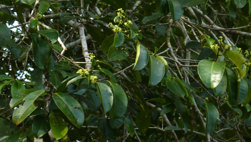 the leaves and fruit on the trees are growing