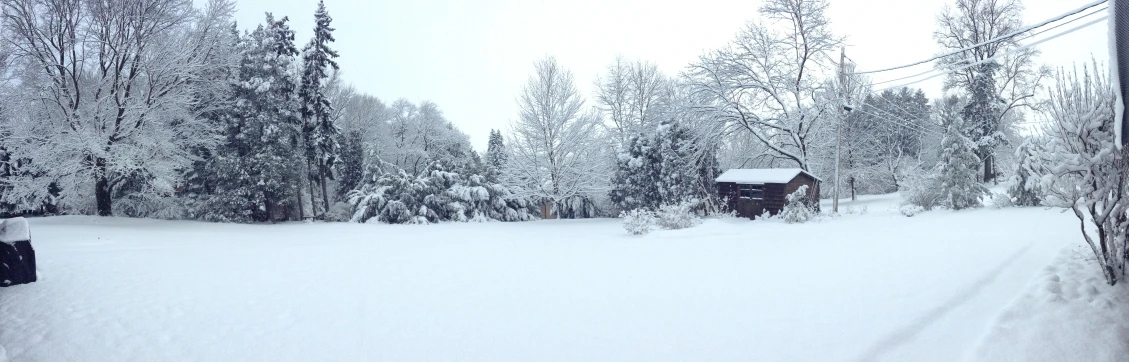 a very snowy road and some tall trees