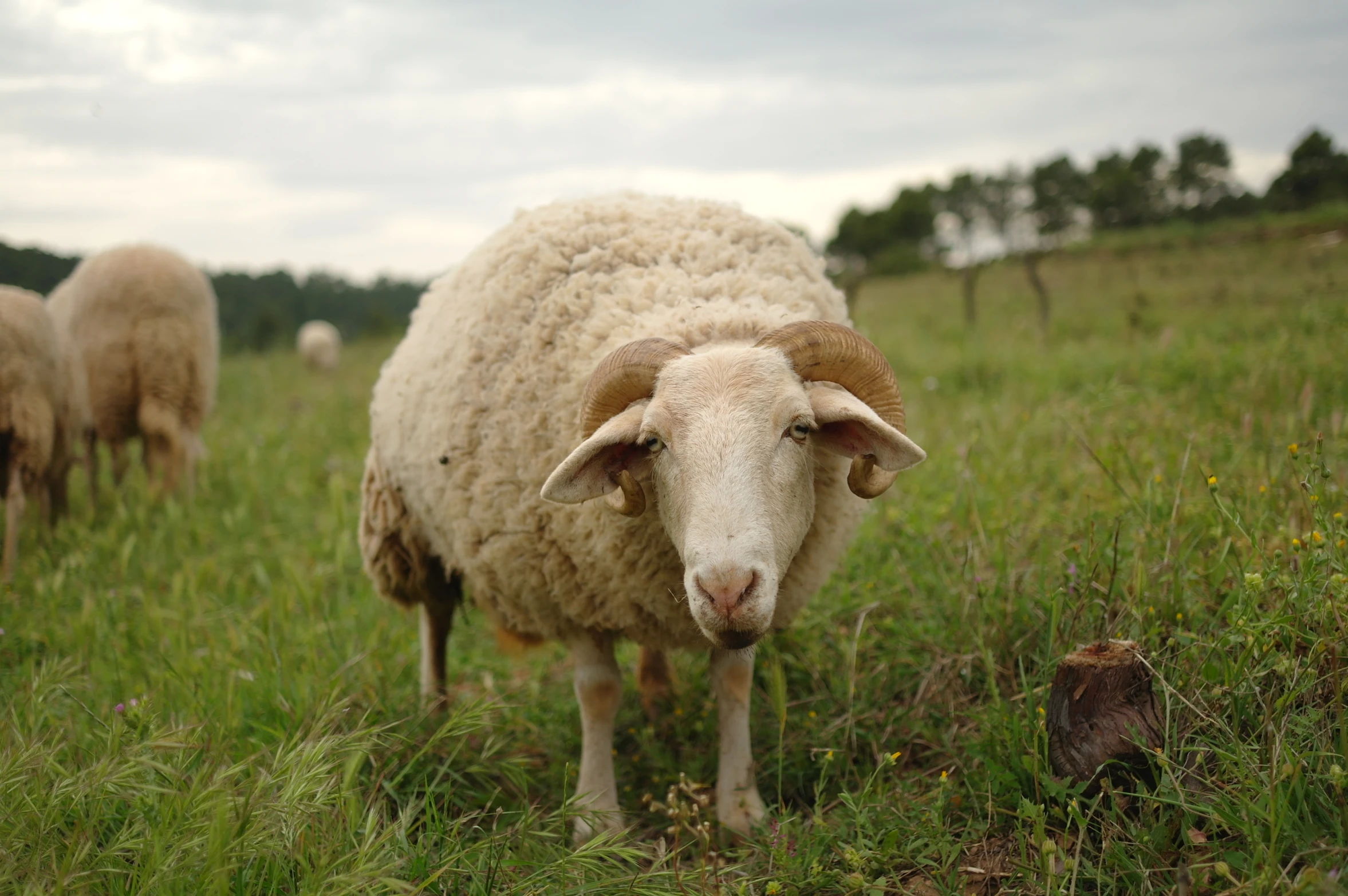 several sheep grazing in an open field of tall grass