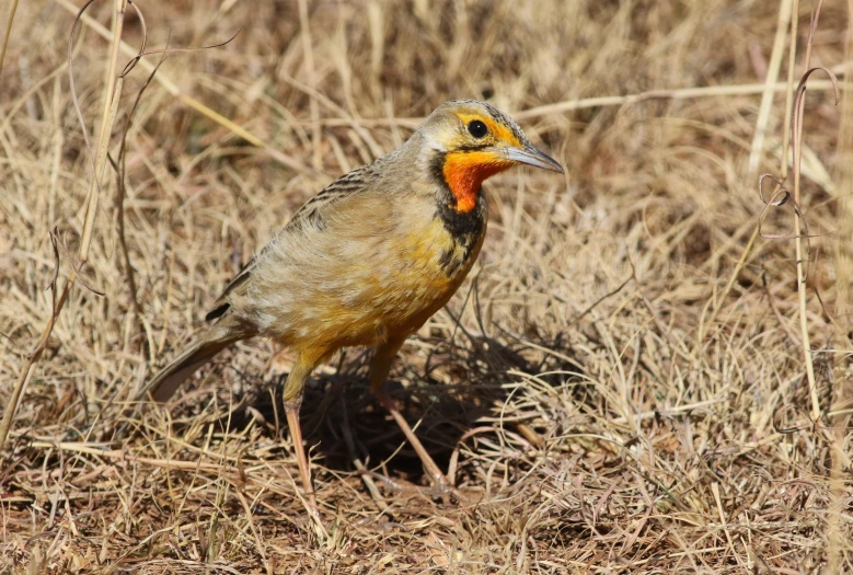 an orange bird standing in the grass and dry weeds