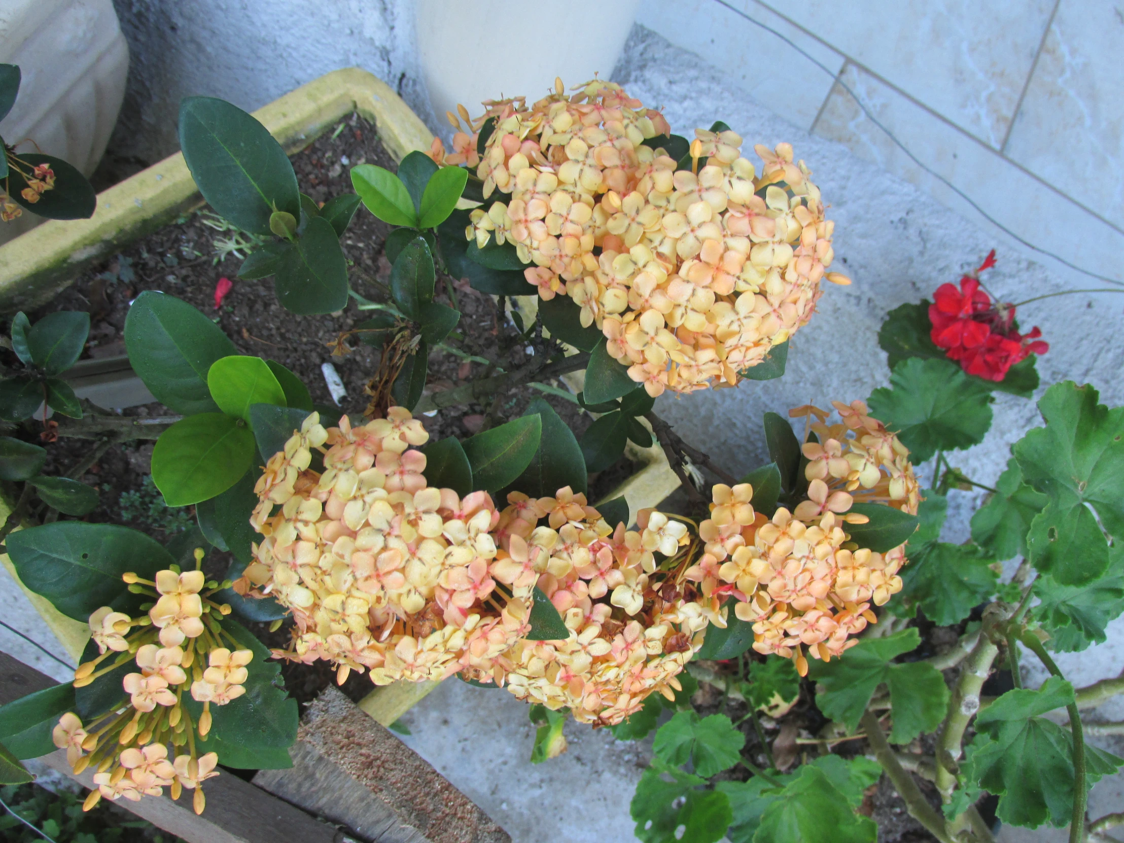 a couple of red flowers sitting next to a potted plant